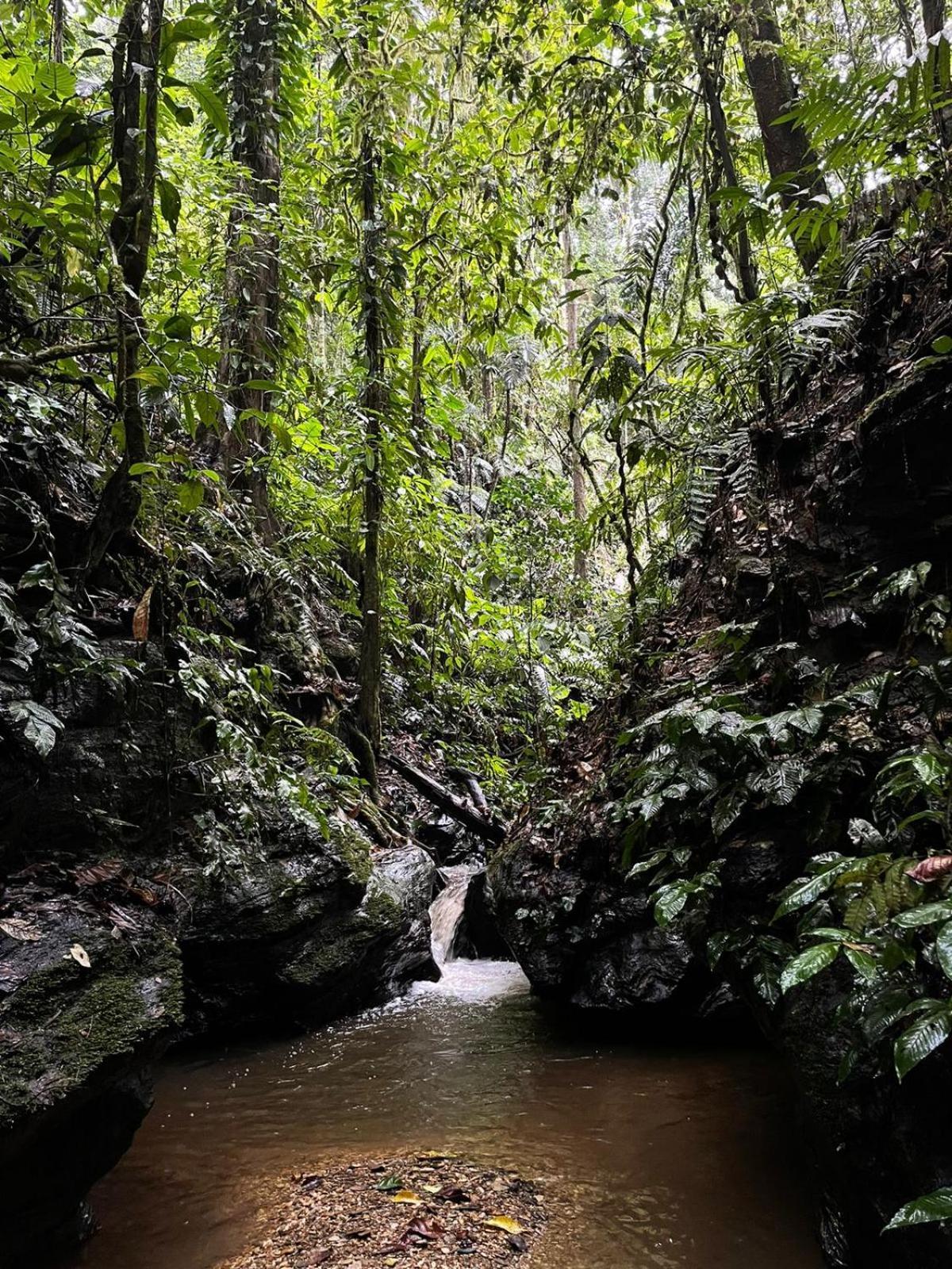 Hadco Experiences At Asa Wright Nature Centre Blanchisseuse Ngoại thất bức ảnh
